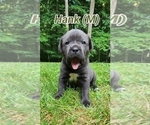 Puppy Hank Cane Corso