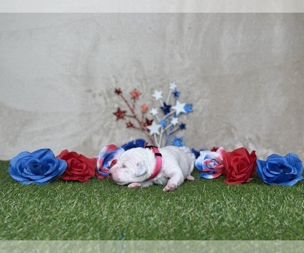 Medium Photo #4 Dalmatian Puppy For Sale in FORT WORTH, TX, USA
