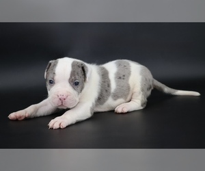 American Bully Puppy for sale in CHAMPAIGN, IL, USA