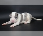 Small Photo #1 American Bully Puppy For Sale in CHAMPAIGN, IL, USA