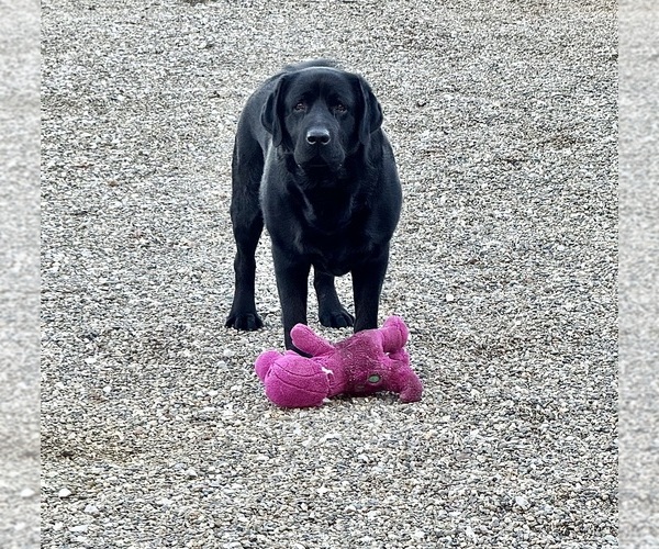 Medium Photo #5 Labrador Retriever Puppy For Sale in REDDING, CA, USA
