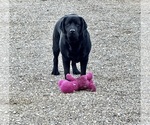 Litter of 7 - Male(s) and Female(s) Labrador RetrieverLitter of Puppies for Sale - Photo #5