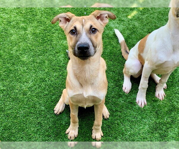 Medium Photo #1 Anatolian Shepherd-Unknown Mix Puppy For Sale in Moreno Valley, CA, USA