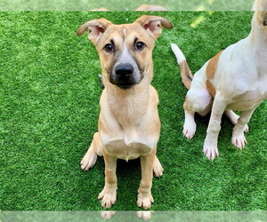 Anatolian Shepherd-Unknown Mix Dogs for adoption in Moreno Valley, CA, USA