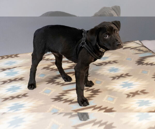 Medium Photo #9 Labbe Puppy For Sale in Princeton, MN, USA