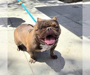 American Bulldog-Unknown Mix Dogs for adoption in Las Vegas, NV, USA
