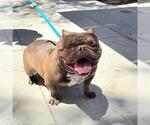 Small American Bulldog Mix