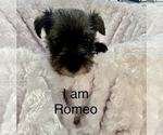 Puppy Romeo Schnauzer (Miniature)