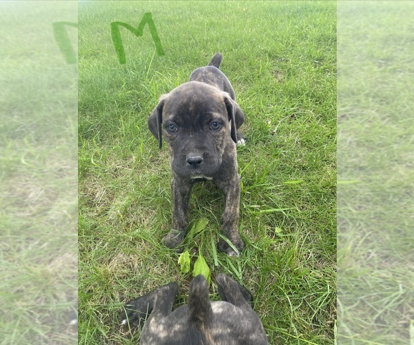 Medium Photo #8 Cane Corso Puppy For Sale in JAMESTOWN, MO, USA