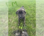 Puppy 7 Cane Corso