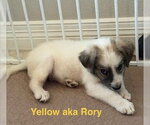 Small #8 Great Pyrenees