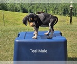 Small #1 Bluetick Coonhound-Treeing Walker Coonhound Mix