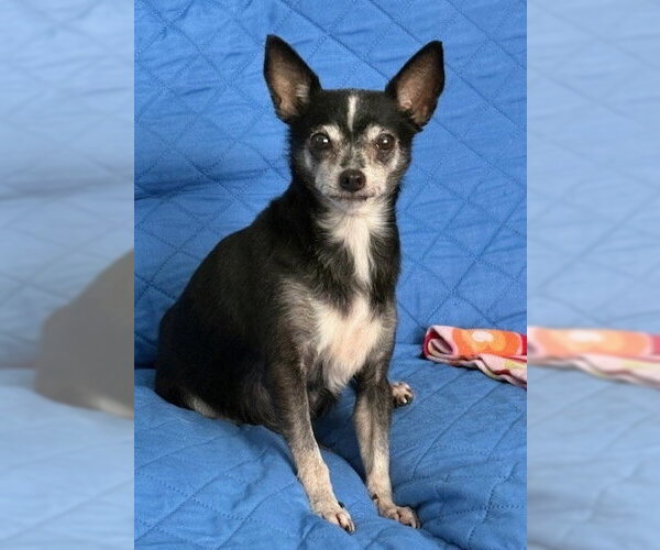 Medium Photo #4 Chihuahua-Unknown Mix Puppy For Sale in St. Louis Park, MN, USA