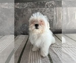 Small Photo #4 Zuchon Puppy For Sale in BOWLING GREEN, KY, USA