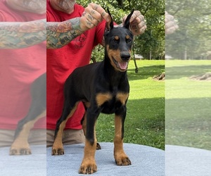 Doberman Pinscher Puppy for Sale in NEWTON, North Carolina USA