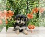Small #5 Morkie