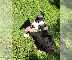 Miniature Australian Shepherd Puppy for sale in HARDY, AR, USA