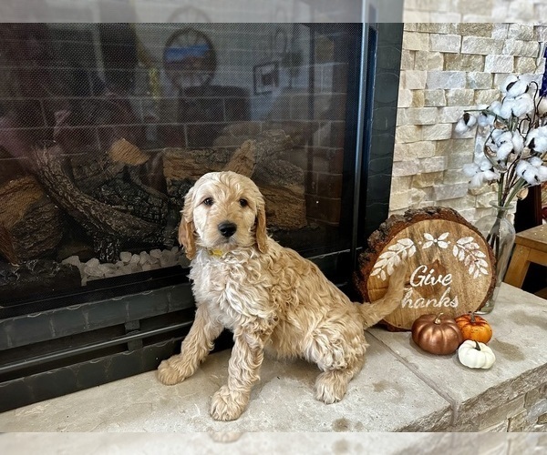 Medium Photo #16 Goldendoodle Puppy For Sale in MONTROSE, CO, USA