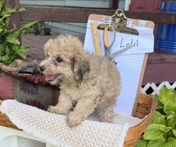 Medium Photo #2 Yorkshire Terrier Puppy For Sale in THORP, WI, USA