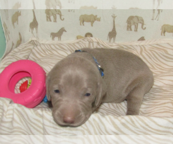 Medium Photo #23 Weimaraner Puppy For Sale in LAS ANIMAS, CO, USA
