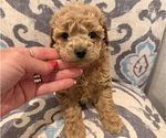 Puppy Butterscotch Poodle (Toy)