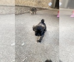 Small Photo #4 Shih Tzu Puppy For Sale in KILLEEN, TX, USA
