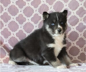 Siberian Husky Puppy for sale in FREDERICKSBG, OH, USA