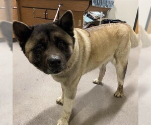 Akita Dogs for adoption in Modesto, CA, USA