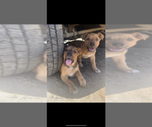 American Pit Bull Terrier-German Shepherd Dog Mix Puppy for sale in MADERA, CA, USA