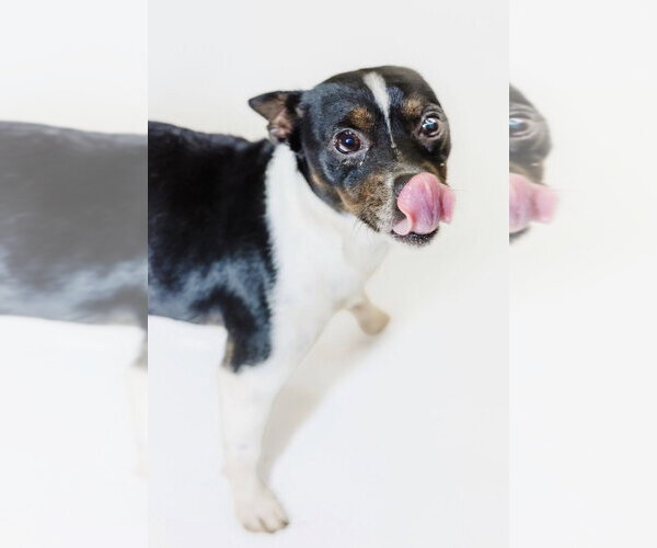 Medium Photo #3  Puppy For Sale in , 