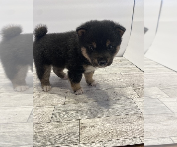Medium Photo #2 Shiba Inu Puppy For Sale in WEEPING WATER, NE, USA