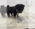 Small Photo #2 Shiba Inu Puppy For Sale in WEEPING WATER, NE, USA