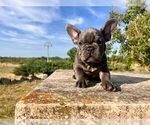 Small #1 French Bulldog
