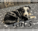 Small #5 Australian Shepherd