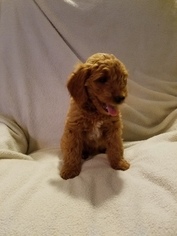 Goldendoodle (Miniature) Puppy for sale in ELMWOOD, WI, USA