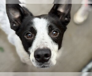 Border Collie-Unknown Mix Dogs for adoption in Tulsa, OK, USA