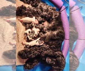 Cocker Spaniel Puppy for sale in HAINES CITY, FL, USA
