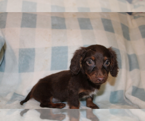 Medium Photo #5 Dachshund Puppy For Sale in BLMGTN, IN, USA