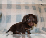 Small #4 Dachshund
