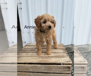 Pug Puppy for sale in GOSHEN, IN, USA