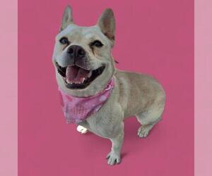 French Bulldog-Unknown Mix Dogs for adoption in Bakersfield, CA, USA