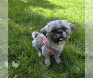 Shih Tzu Dogs for adoption in St. Louis Park, MN, USA