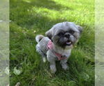 Small Shih Tzu