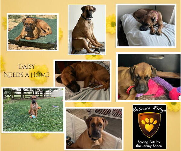 Medium Photo #1 Boxer-Unknown Mix Puppy For Sale in Spring Lake, NJ, USA