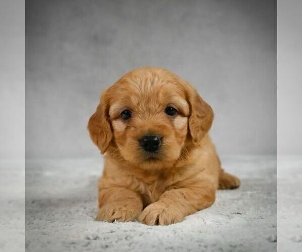 Full screen Photo #1 Goldendoodle-Poodle (Miniature) Mix Puppy For Sale in SOMERSET, OH, USA