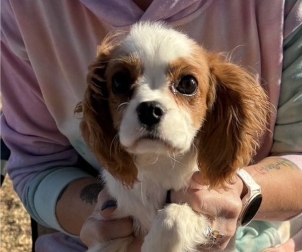 Medium Photo #11 Cavalier King Charles Spaniel Puppy For Sale in ABILENE, TX, USA
