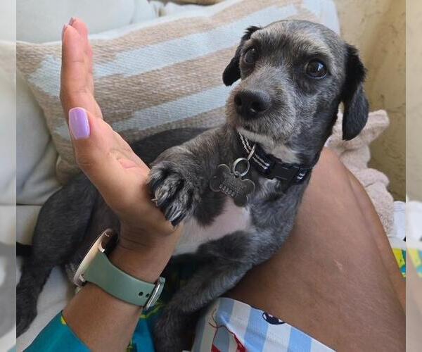 Medium Photo #3 Dachshund-Unknown Mix Puppy For Sale in Los Angeles, CA, USA