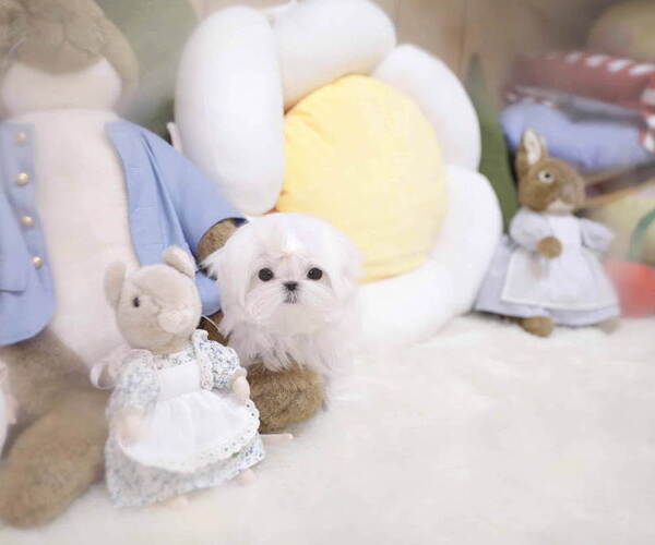 Medium Photo #4 Maltese Puppy For Sale in Seoul, Seoul, Korea, South