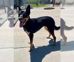 Small Shepweiller