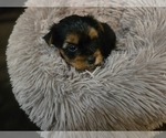 Small #2 Yorkshire Terrier